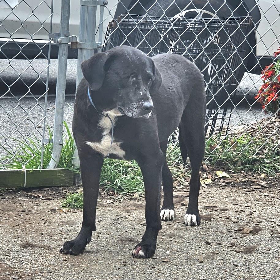 Enlarge Lola, a Adopted mixed breed in Ringwood, NJ image 2/5