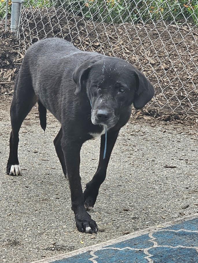 Lola, Adopted, Senior Female Black Labrador Retriever & Mountain Cur.