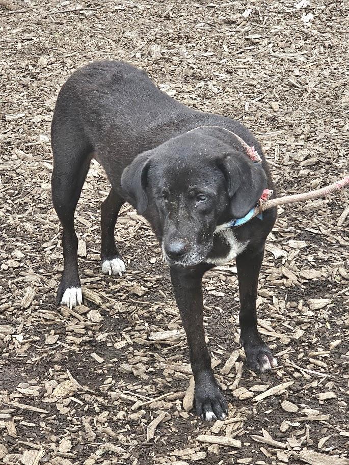 Enlarge Lola, a Adopted mixed breed in Ringwood, NJ image 4/5
