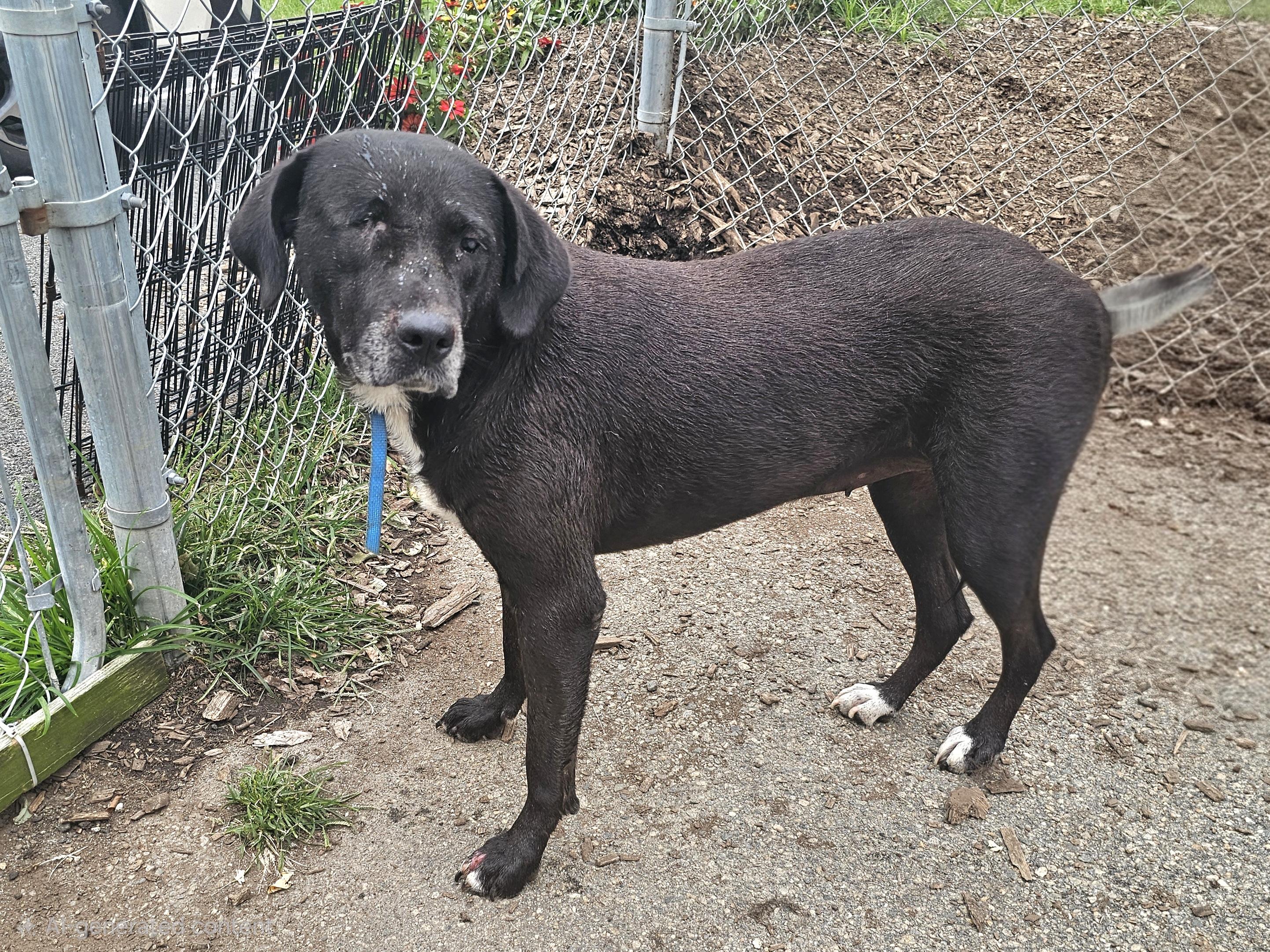 Enlarge Lola, a Adopted mixed breed in Ringwood, NJ image 3/5