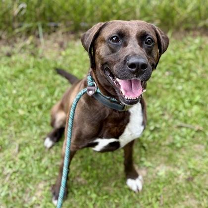 Rosco, Adoptable, Adult Male Mixed Breed.