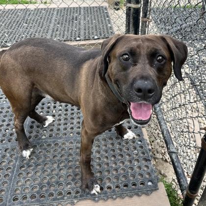 Enlarge Rosco, a Adoptable mixed breed in Dubuque, IA image 2/2