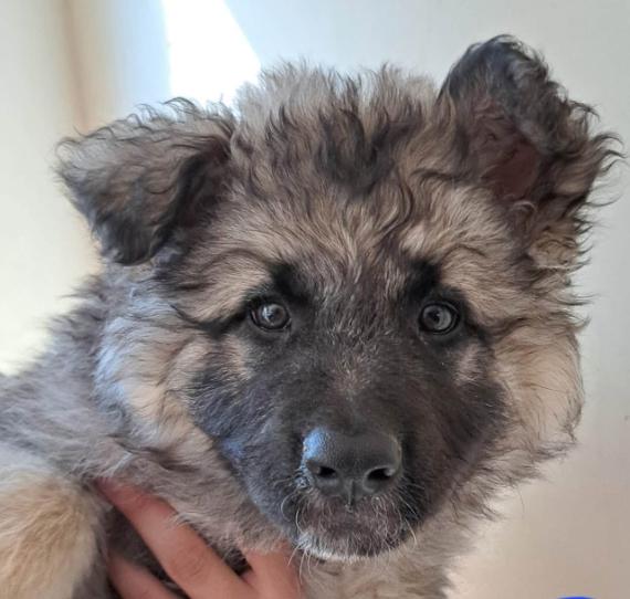 Enlarge Shepsky male, a Adoptable mixed breed in Agua Dulce, CA image 1/1
