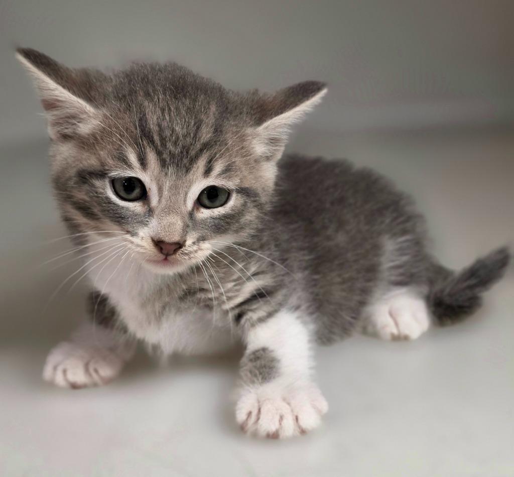 Kitten D, Adoptable, Kitten Male Domestic Short Hair.