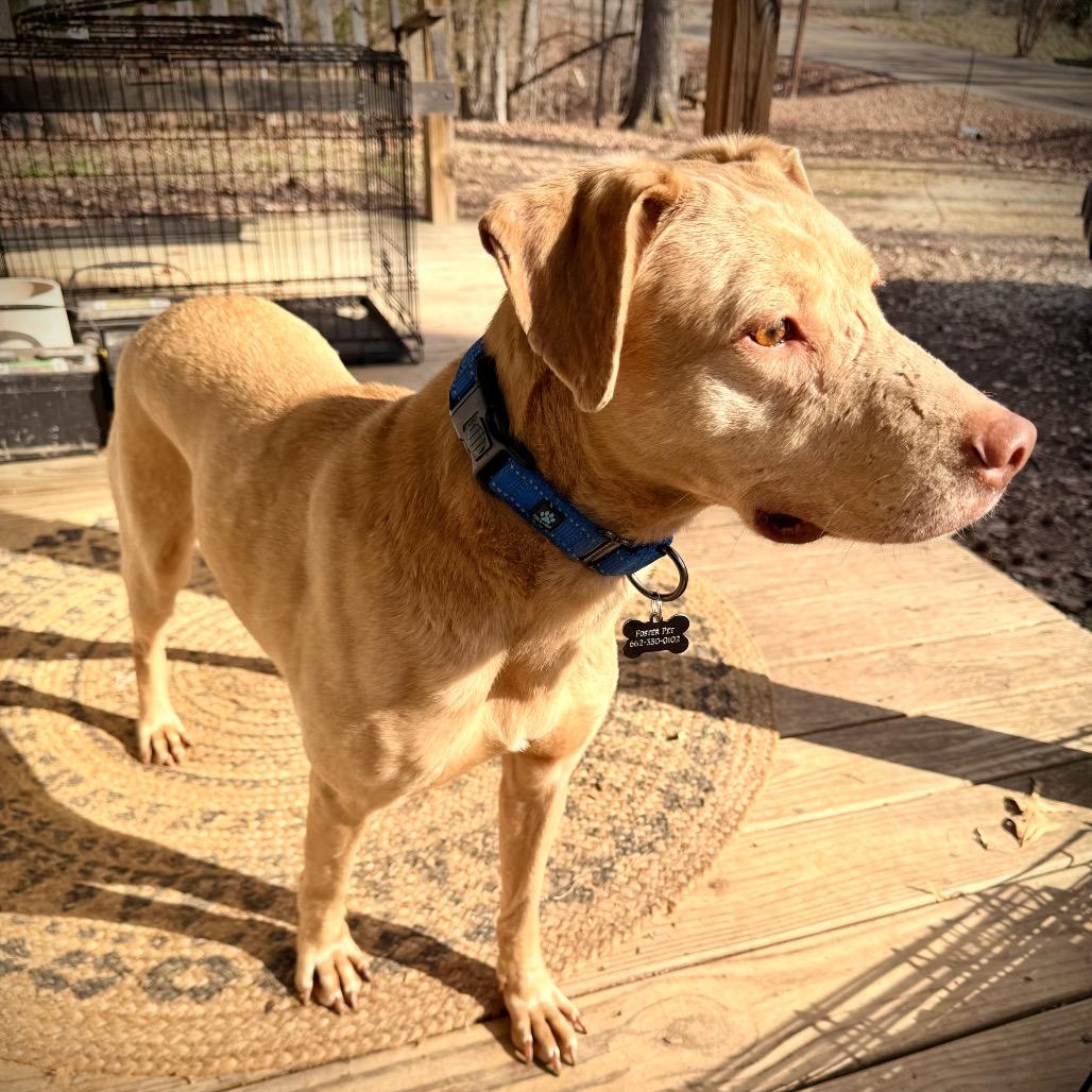 Enlarge Sarah, a Adoptable Mixed Breed in Walden, VT image 1/4