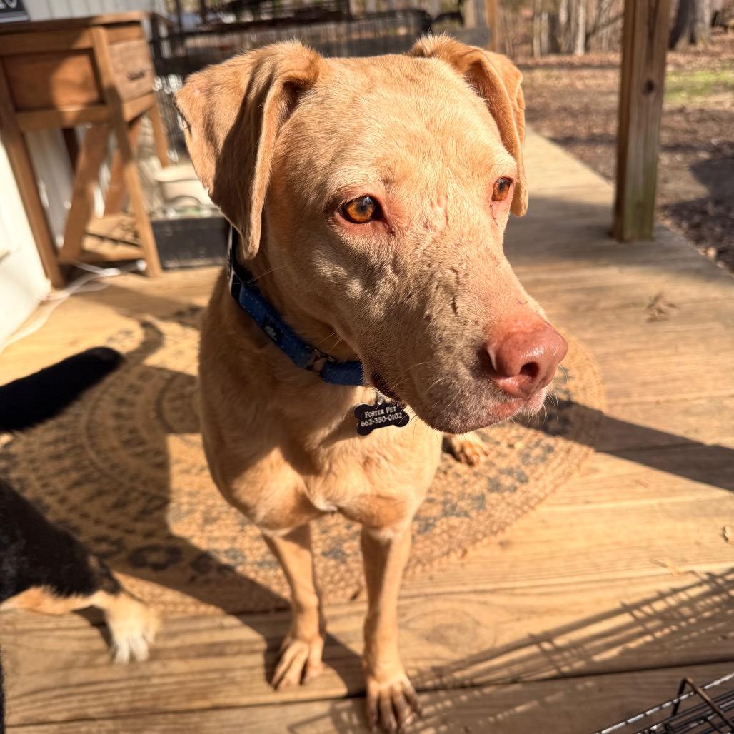 Enlarge Sarah, a Adoptable Mixed Breed in Walden, VT image 4/4