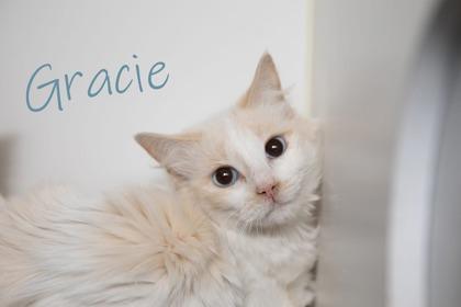 Enlarge Gracie, a Adoptable mixed breed in Scottsdale, AZ image 1/1