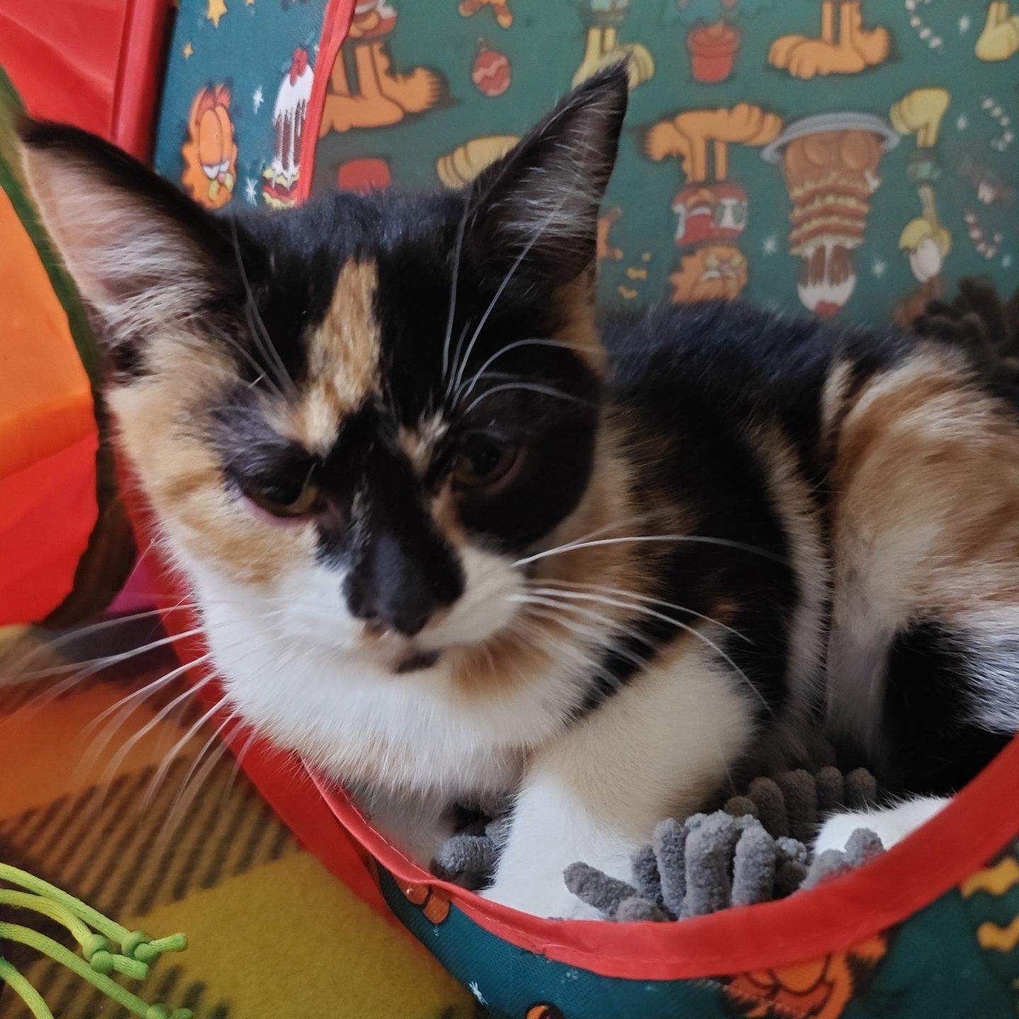 Enlarge Tisaanah, a Adopted Domestic Short Hair in Phoenix, AZ image 1/1