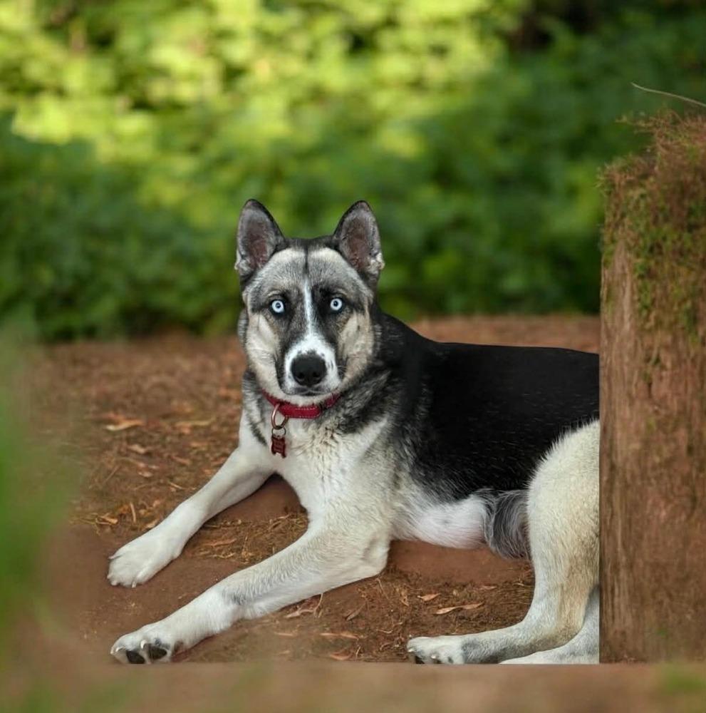 Enlarge SKY, a Adoptable mixed breed in Dutton, VA image 1/1