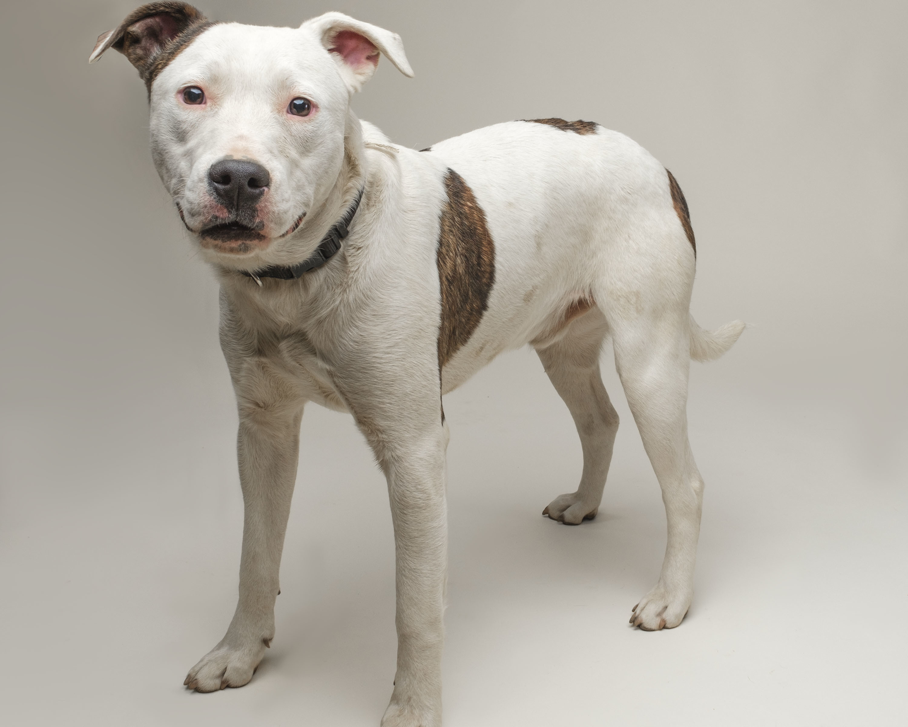 Spotty Boy, a Adoptable mixed breed in North Augusta, SC image 1/6