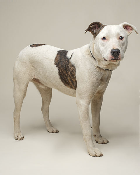 Spotty Boy, a Adoptable mixed breed in North Augusta, SC image 2/6