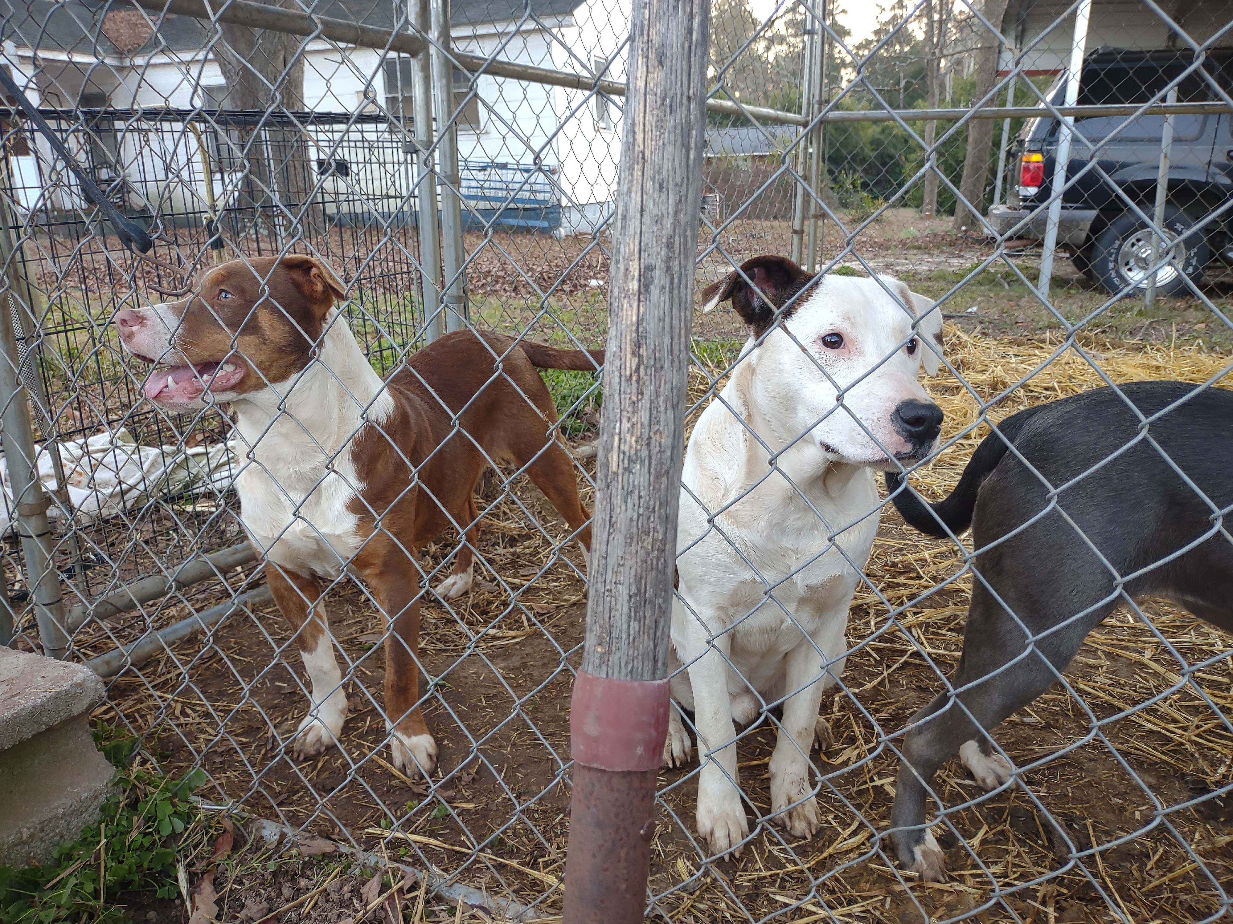 Spotty Boy, a Adoptable mixed breed in North Augusta, SC image 3/6