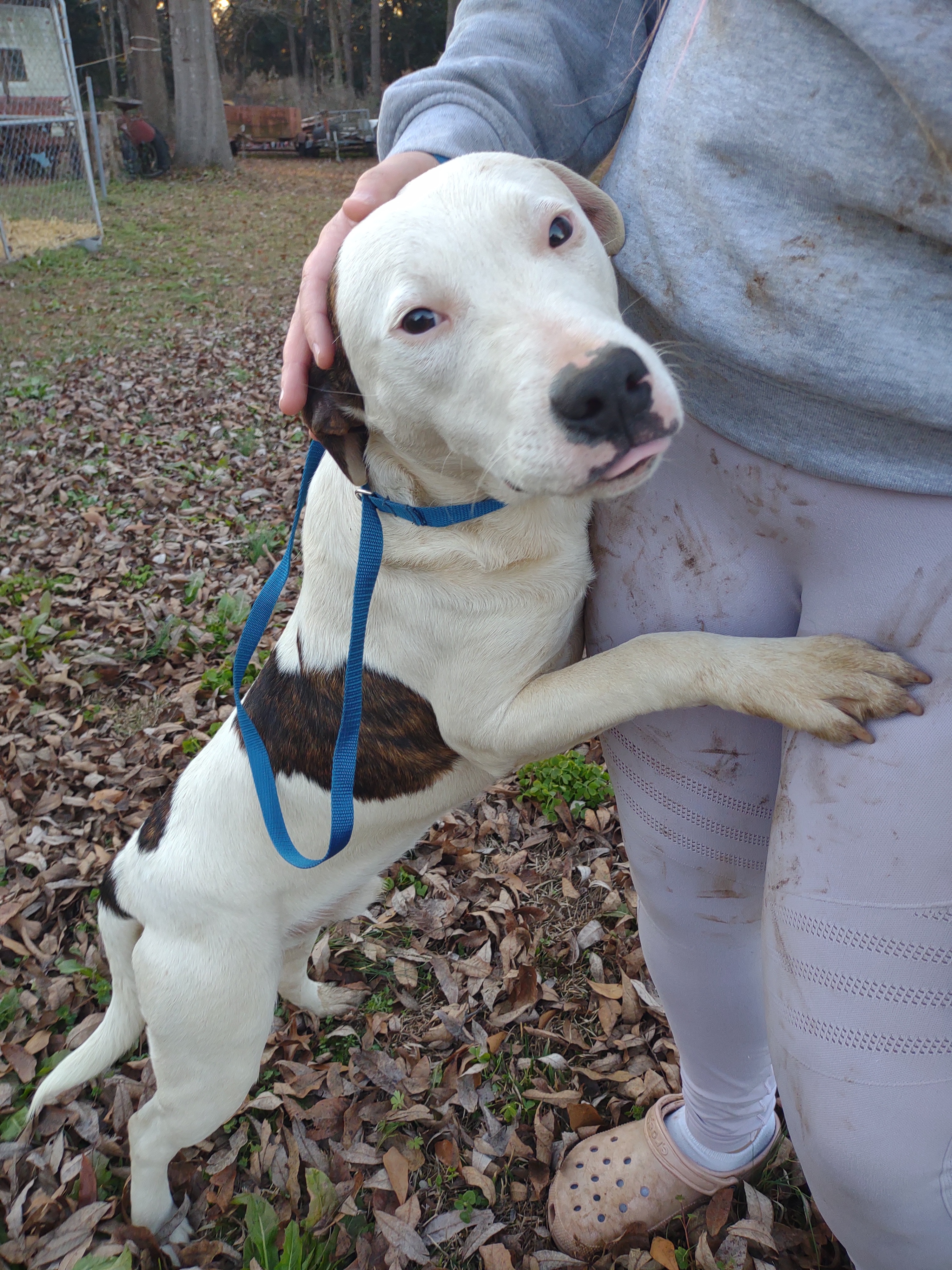 Spotty Boy, a Adoptable mixed breed in North Augusta, SC image 4/6