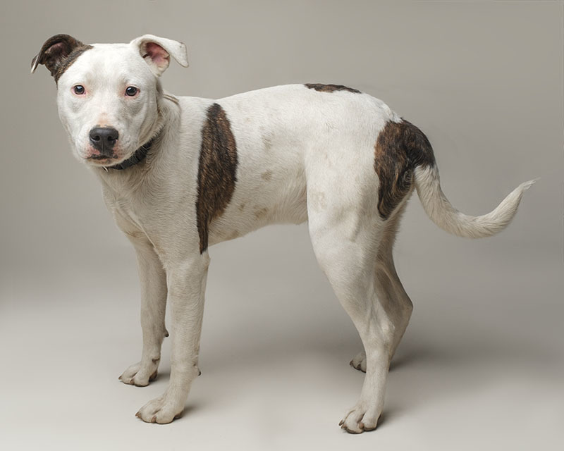 Spotty Boy, a Adoptable mixed breed in North Augusta, SC image 5/6