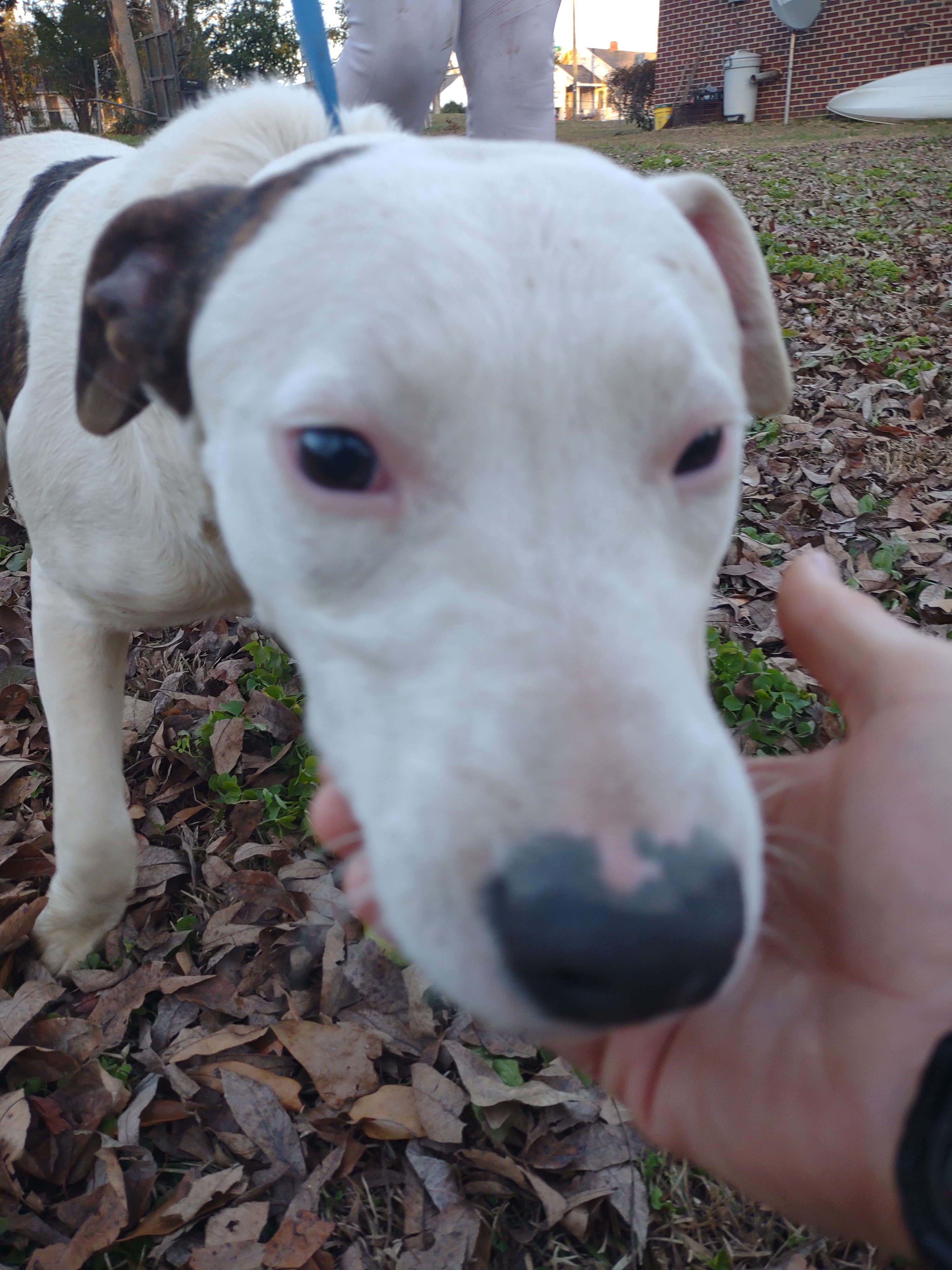 Spotty Boy, a Adoptable mixed breed in North Augusta, SC image 6/6