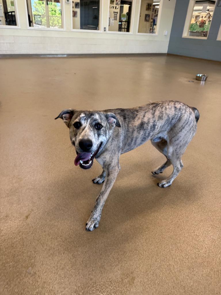 Max, a Adoptable mixed breed in North Syracuse, NY image 2/5