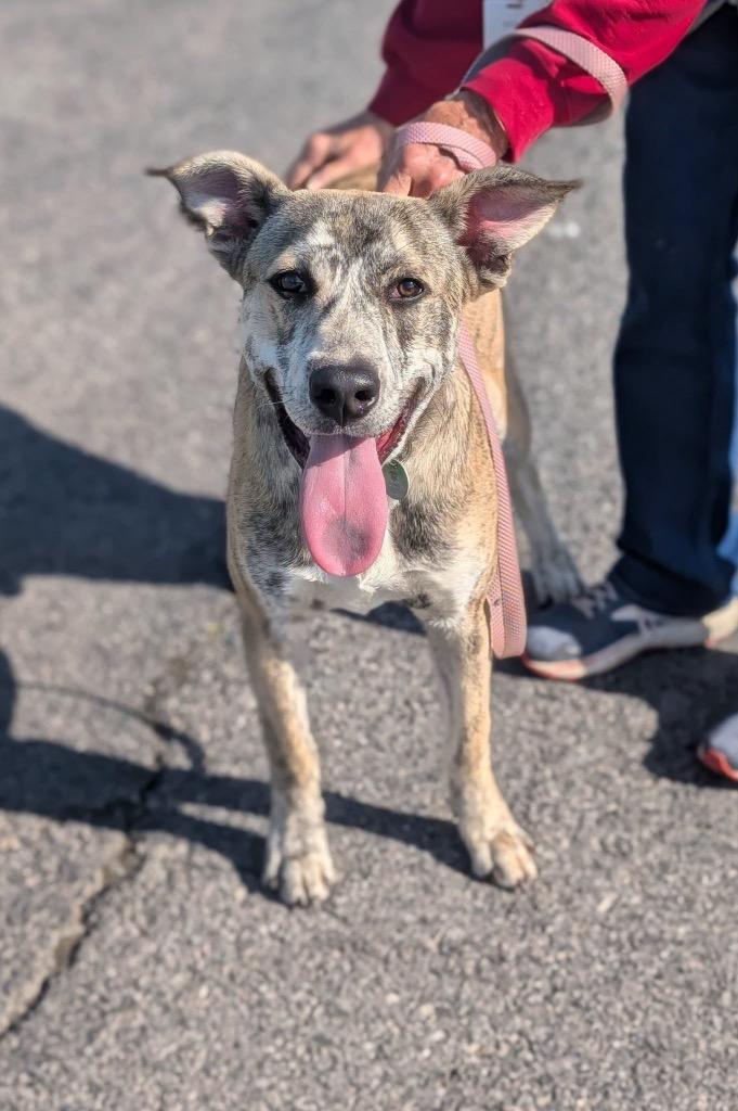 Max, a Adoptable mixed breed in North Syracuse, NY image 3/5
