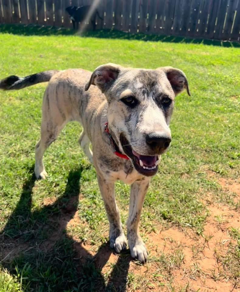 Max, a Adoptable mixed breed in North Syracuse, NY image 4/5
