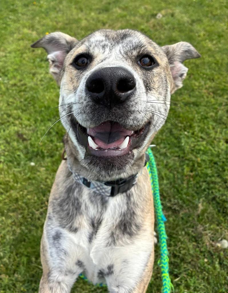Max, a Adoptable mixed breed in North Syracuse, NY image 5/5