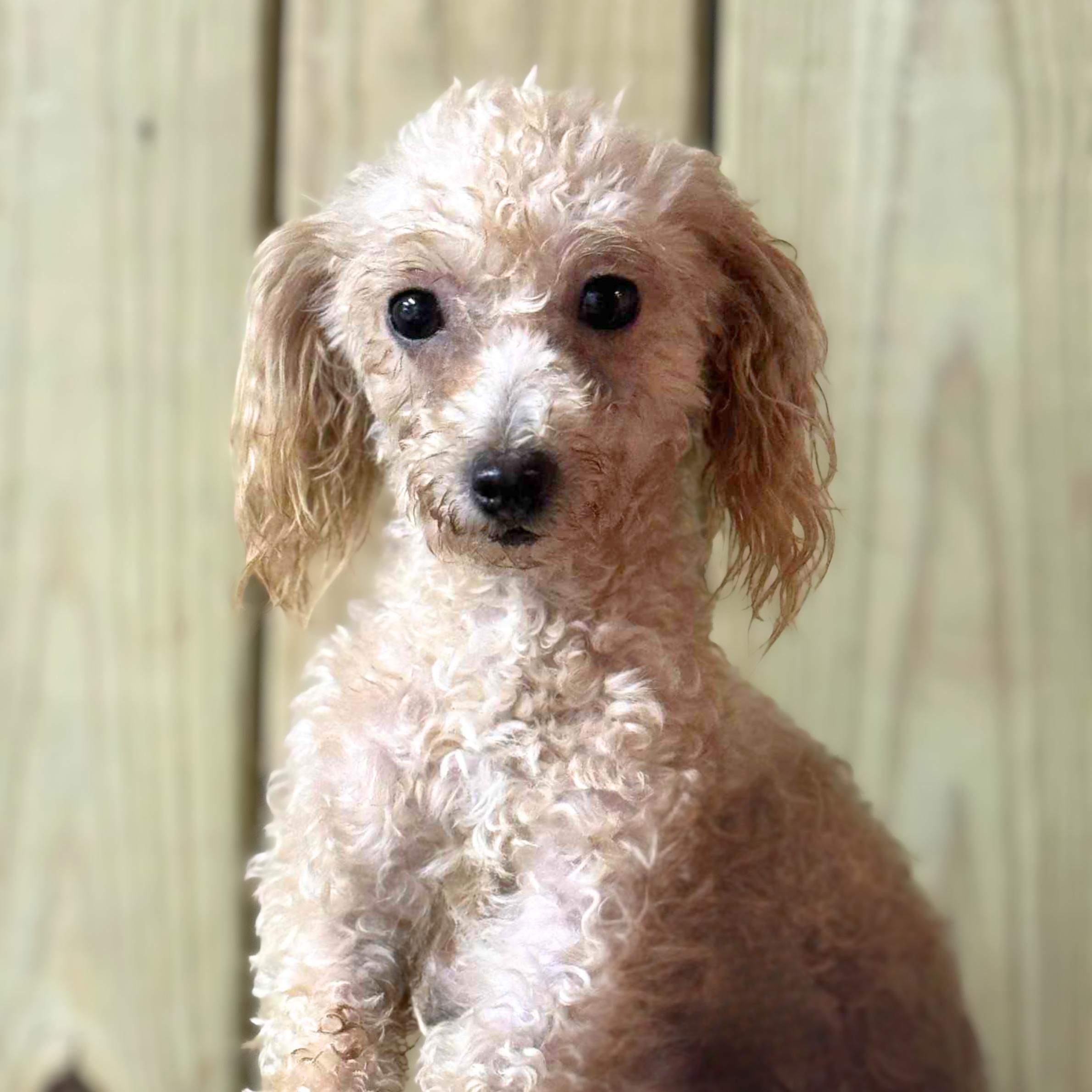 Dog for adoption - Leopard Shark, a Maltipoo Mix in New York, NY ...