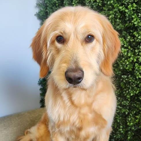 Stella , a ADOPTABLE mixed breed in Torrance, CA image 3/3