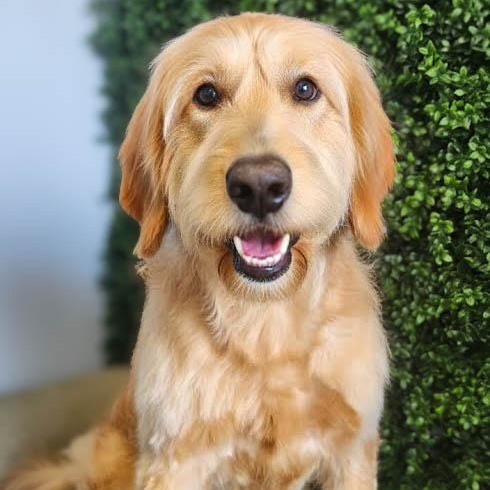 Stella , ADOPTABLE, Puppy Female Golden Retriever & Standard Poodle.