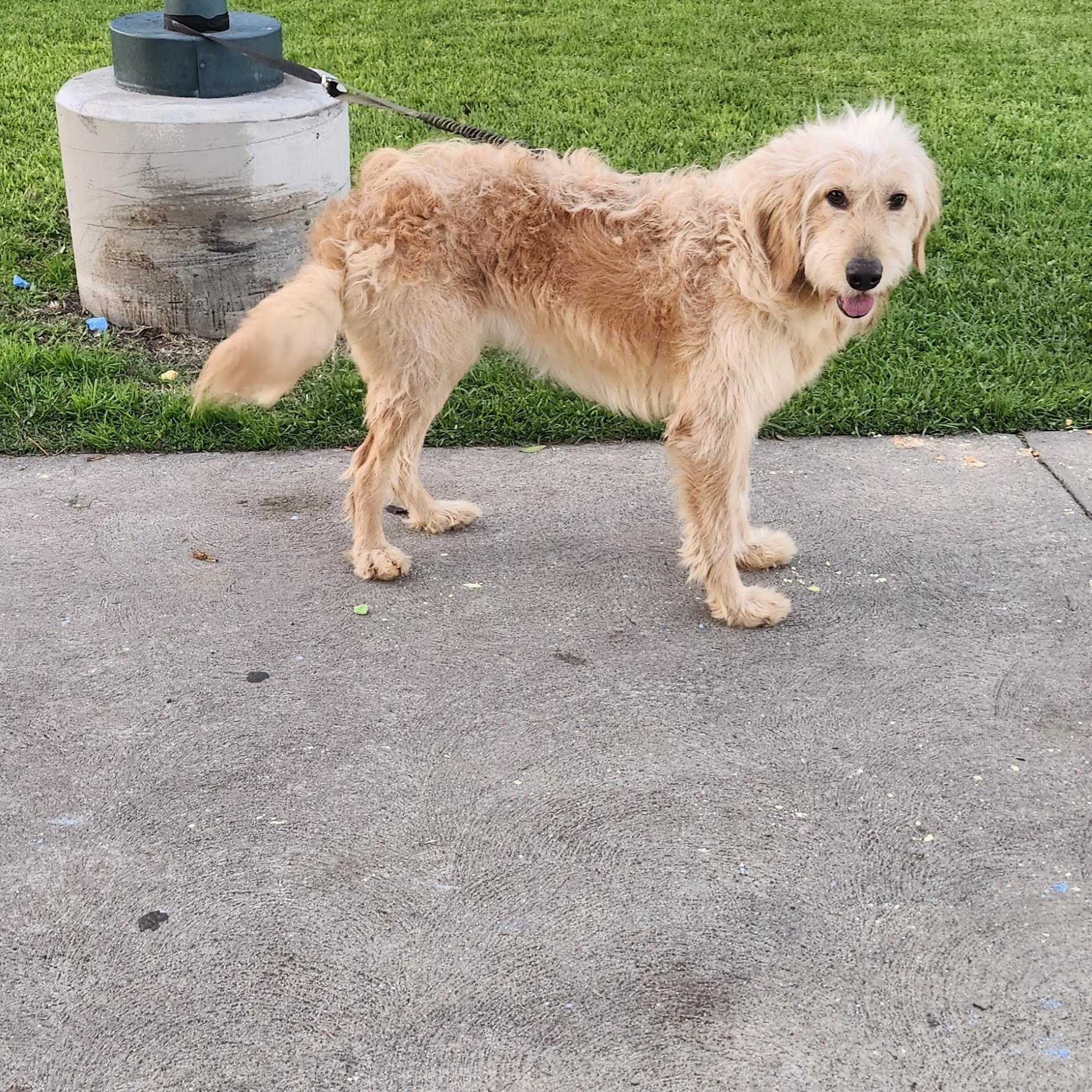 Stella , ADOPTABLE, Puppy Male Golden Retriever & Standard Poodle.