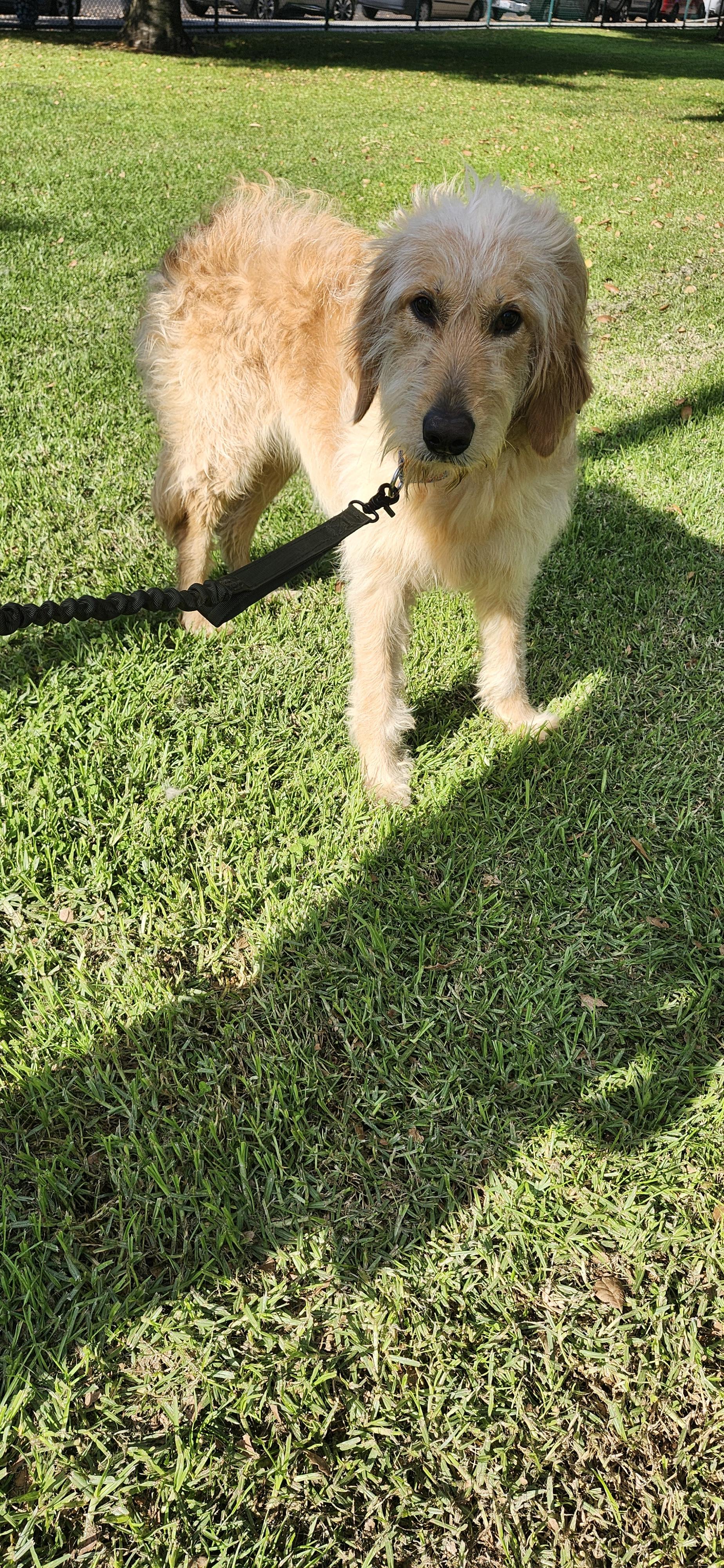 Enlarge Stella , a ADOPTABLE mixed breed in Torrance, CA image 2/3