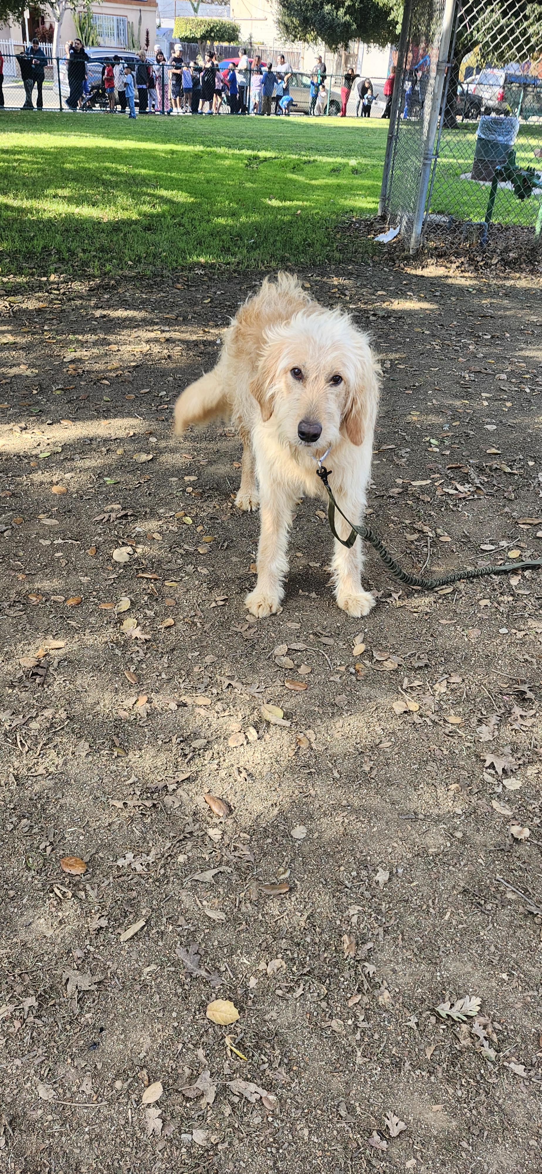 Enlarge Stella , a ADOPTABLE mixed breed in Torrance, CA image 3/3