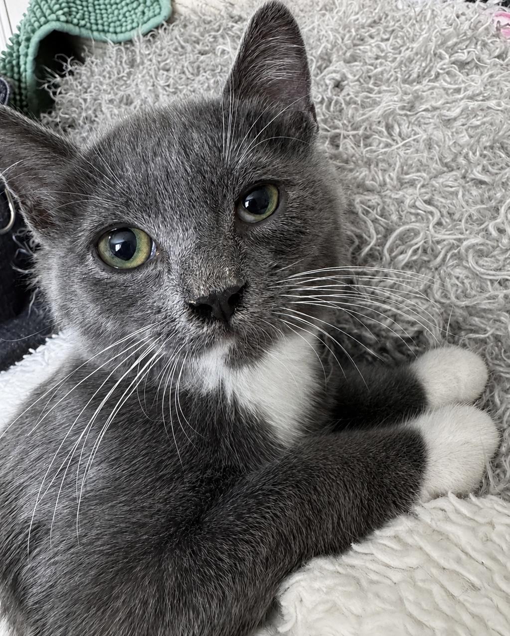 Camden, ADOPTABLE, Kitten Male Domestic Short Hair.