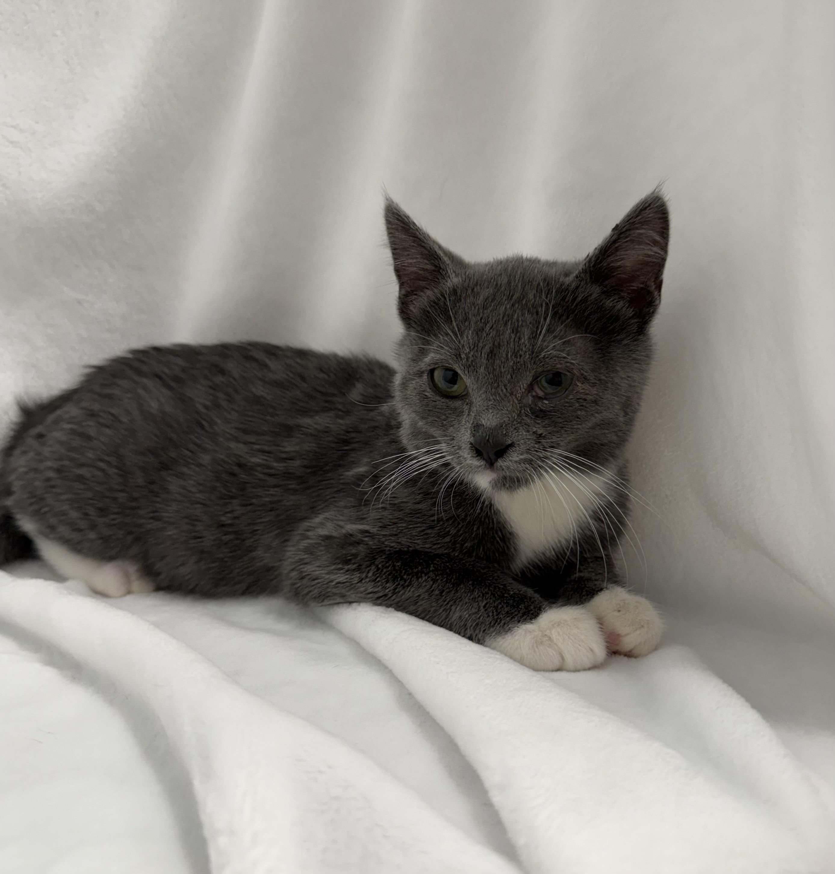 Enlarge Camden, a ADOPTABLE Domestic Short Hair in Greensboro, NC image 3/3
