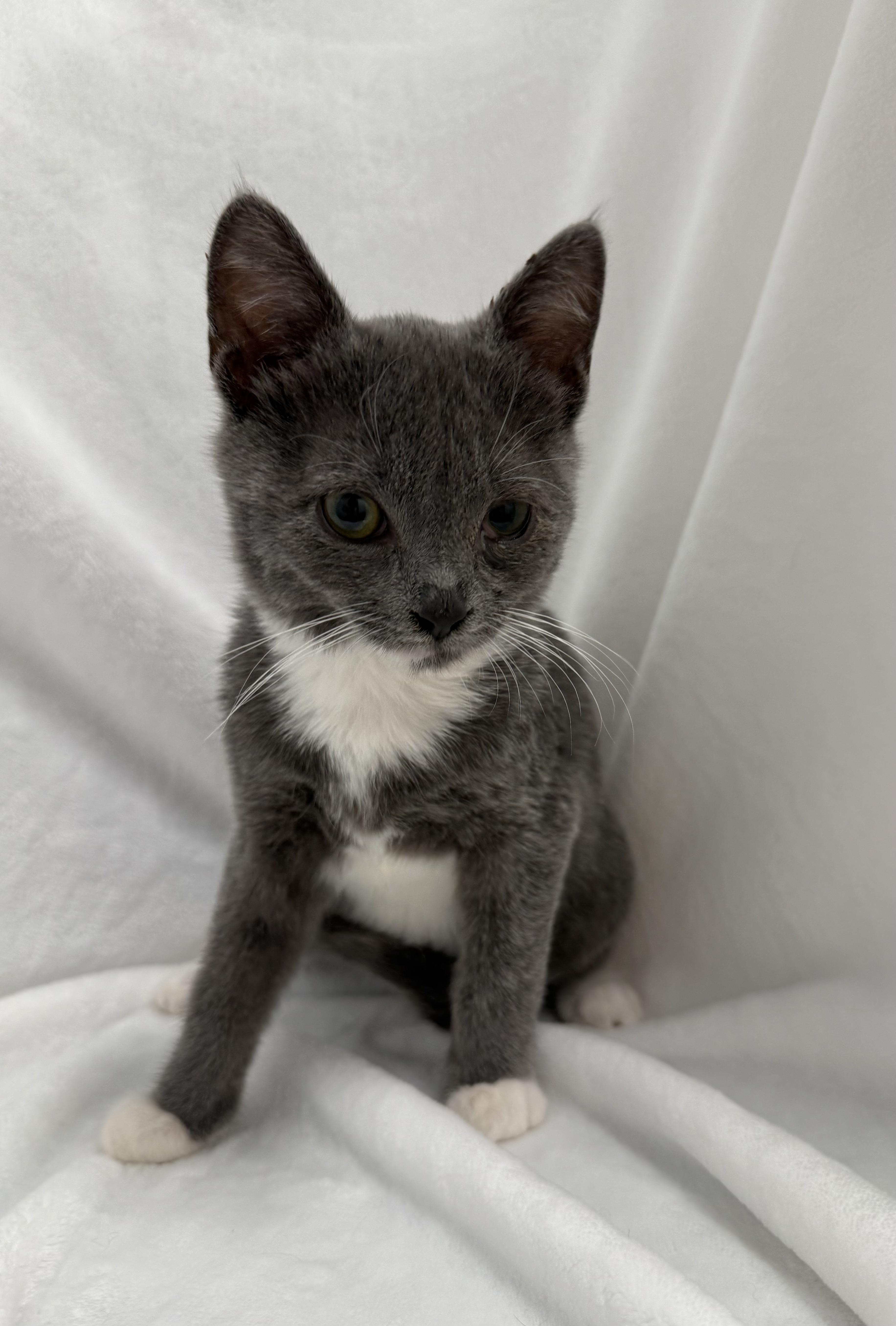 Enlarge Camden, a ADOPTABLE Domestic Short Hair in Greensboro, NC image 2/3