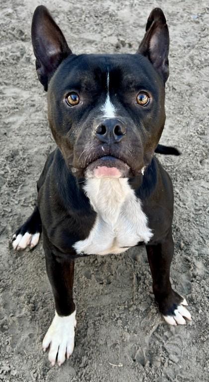 Wiley, Adoptable, Adult Male Mixed Breed & Mixed Breed.