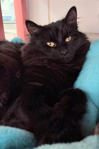 THERESA, Adoptable, Young Female Domestic Long Hair.