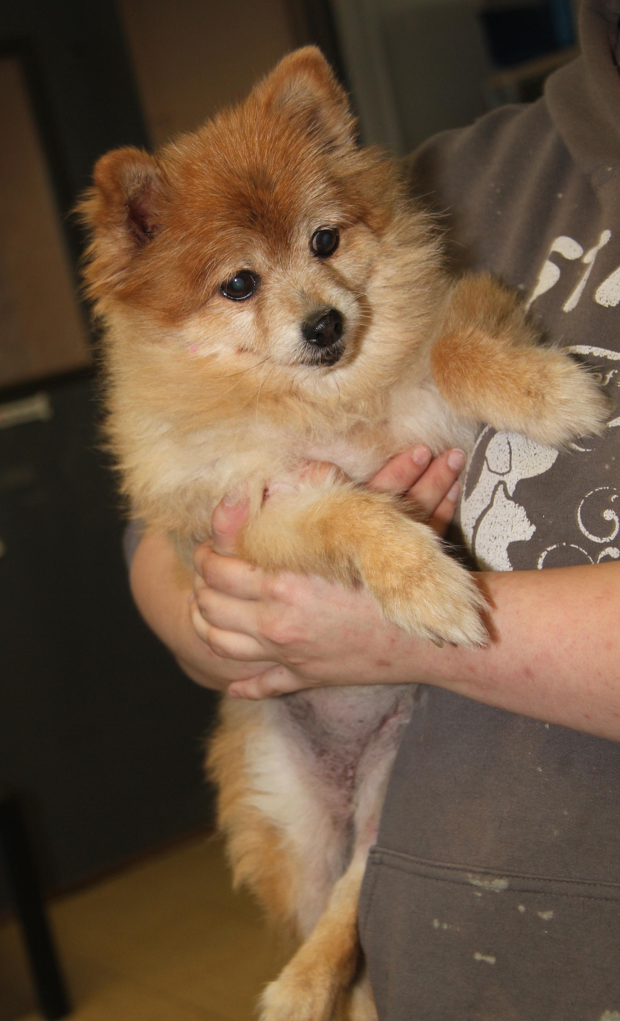 Ginger (Photos 11/16/2025) (In Medical Foster Care)