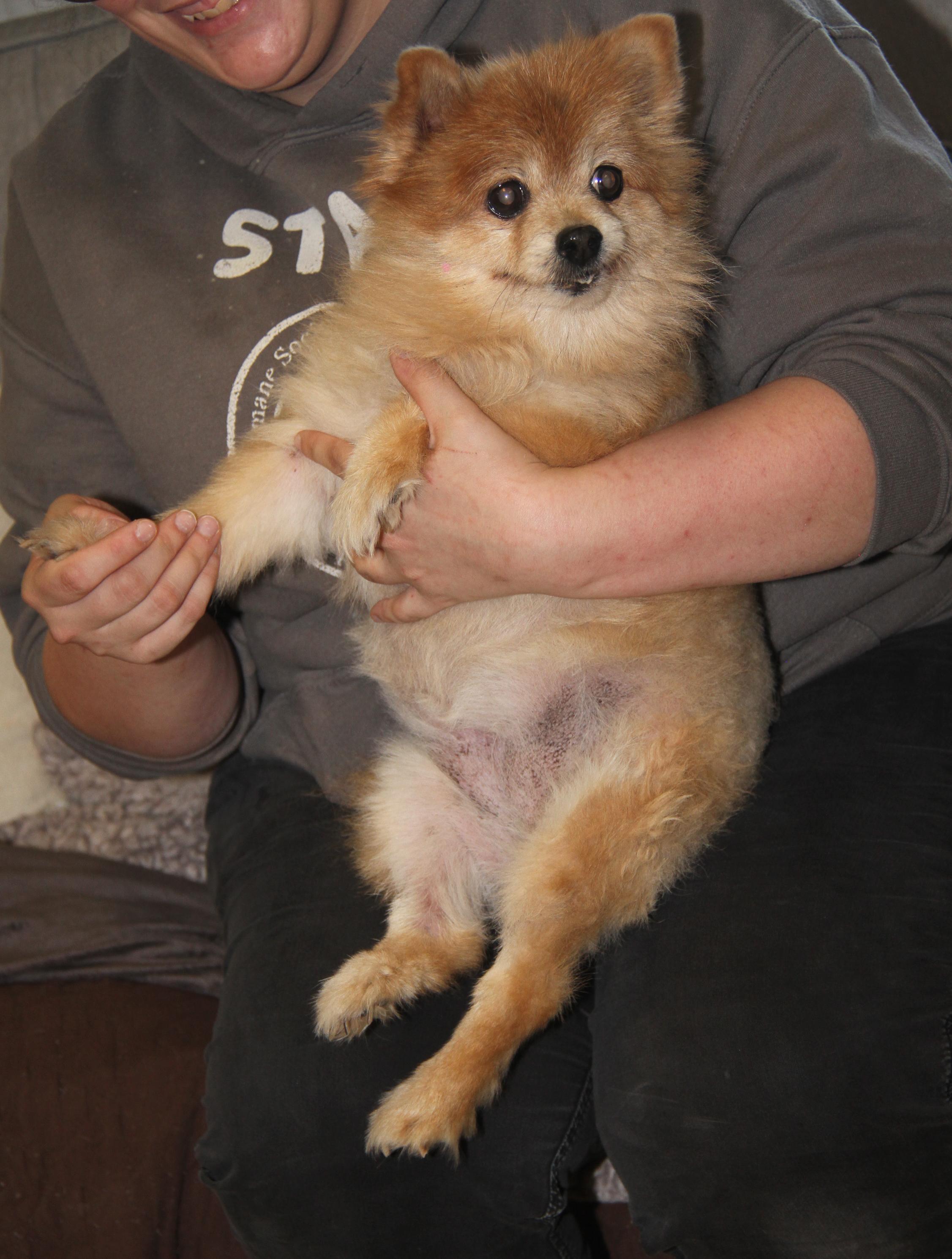 Ginger (Photos 11/16/2025) (In Medical Foster Care)