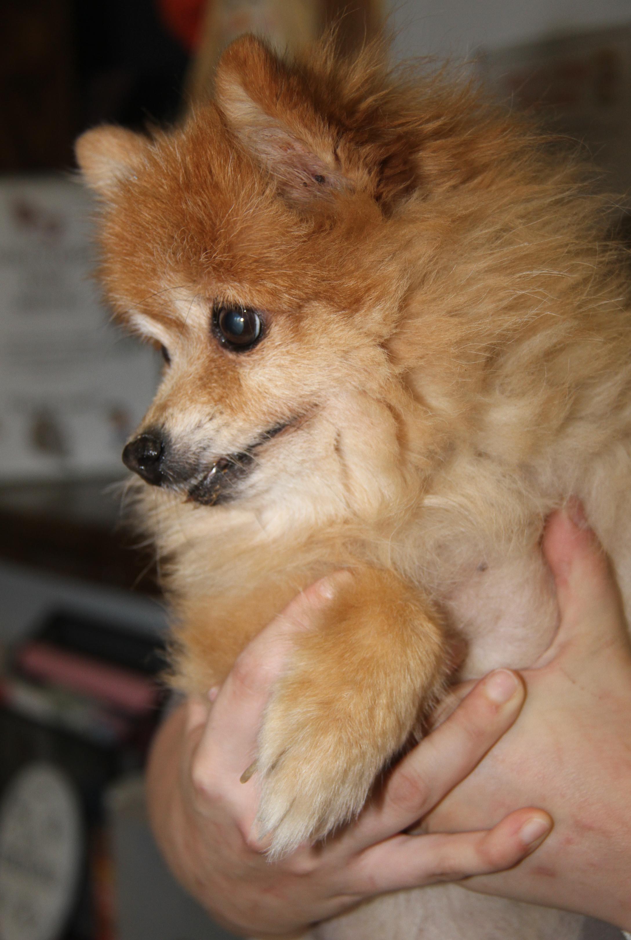 Ginger (Photos 11/16/2025) (In Medical Foster Care)