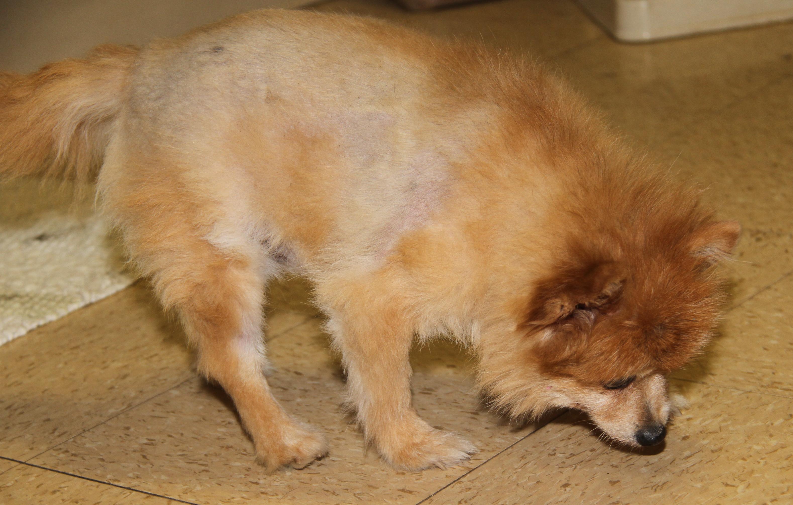 Ginger (Photos 11/16/2025) (In Medical Foster Care)