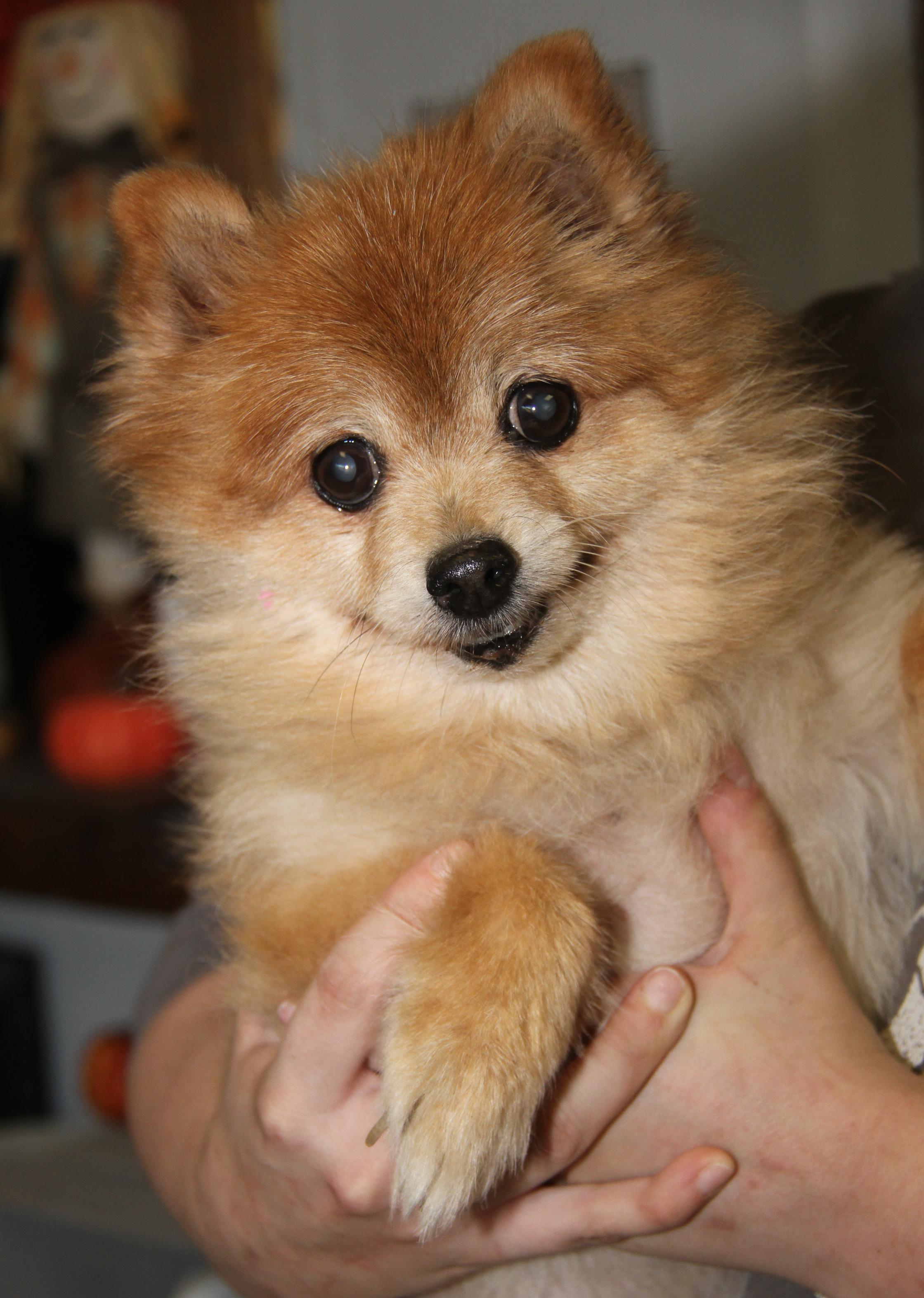 Ginger (Photos 11/16/2025) (In Medical Foster Care)