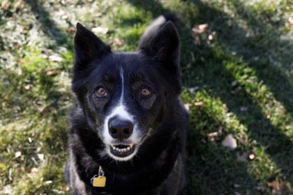 Ruby, Adoptable, Senior Female Siberian Husky & Border Collie.