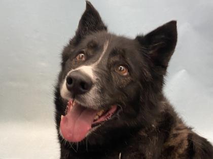 Enlarge Ruby, a Adoptable mixed breed in Coon Rapids, MN image 2/3