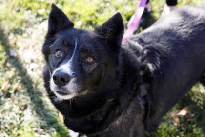 Ruby, a Adoptable mixed breed in Coon Rapids, MN image 3/3