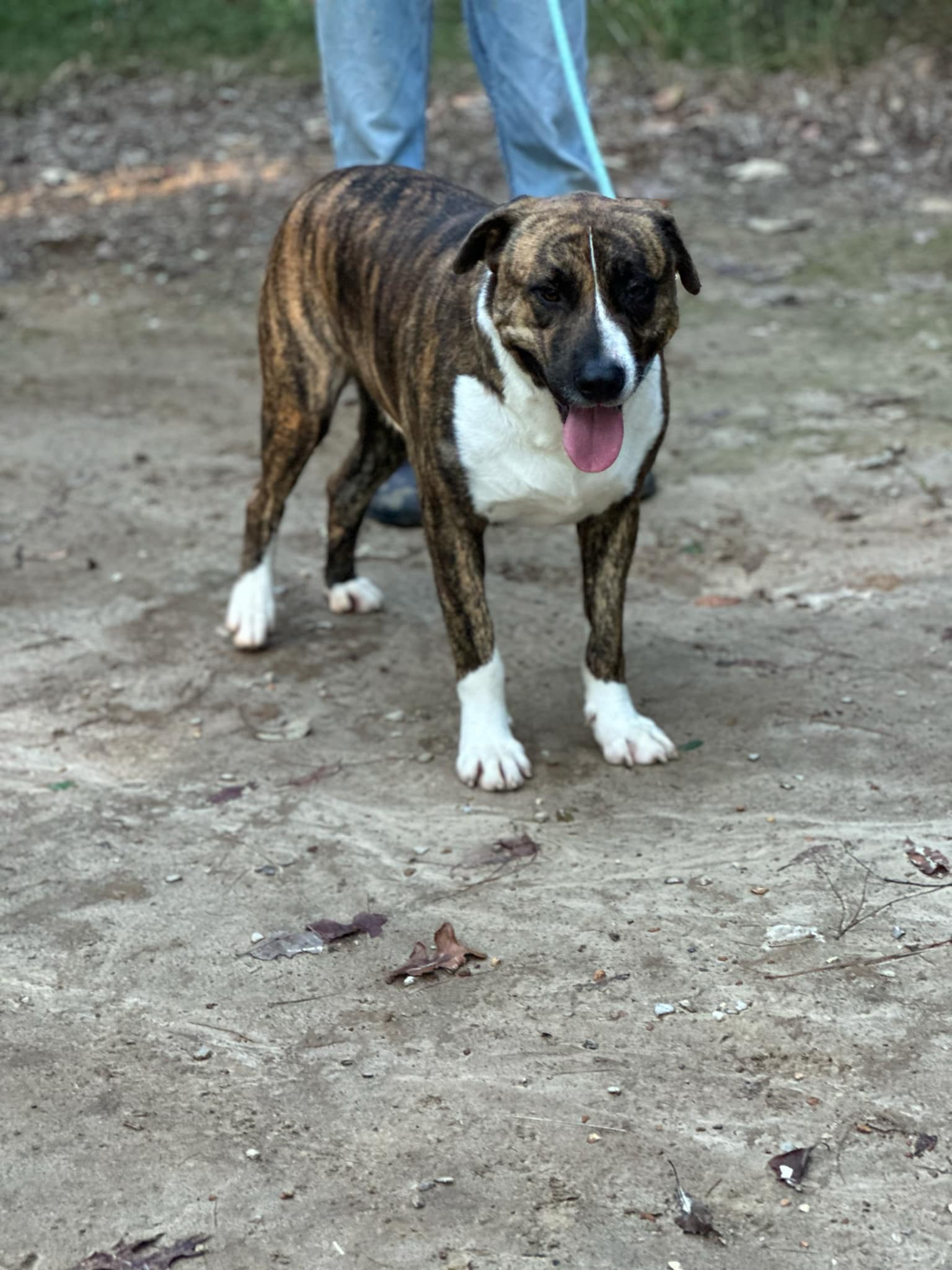 maverick, a Adoptable American Staffordshire Terrier in Charleston, SC image 5/6