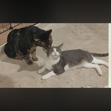 Bean — thumbnail 3