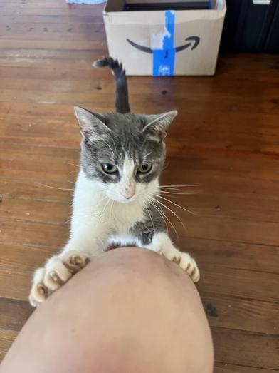 Bean — thumbnail 6