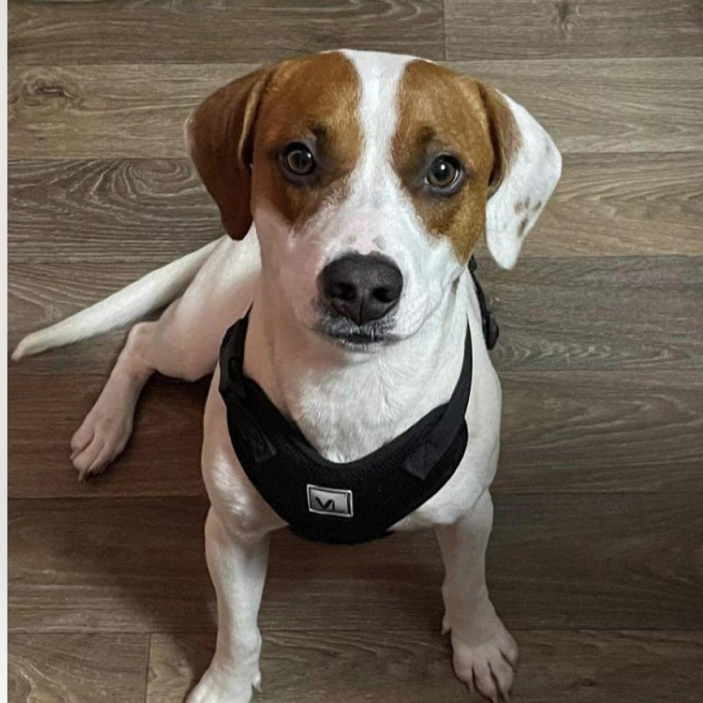 Enlarge Murphy, a Adoptable Beagle in Newport, TN image 1/5