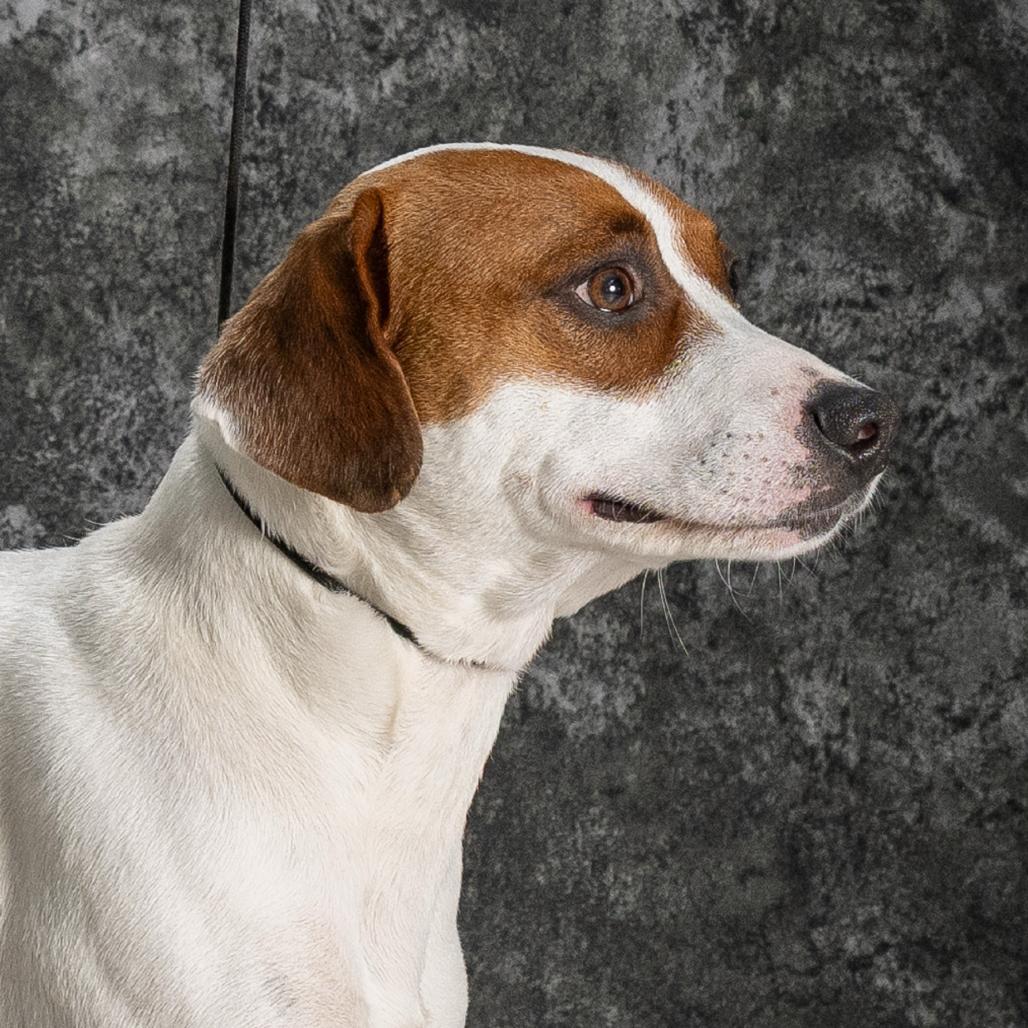 Enlarge Murphy, a Adoptable Beagle in Newport, TN image 2/5