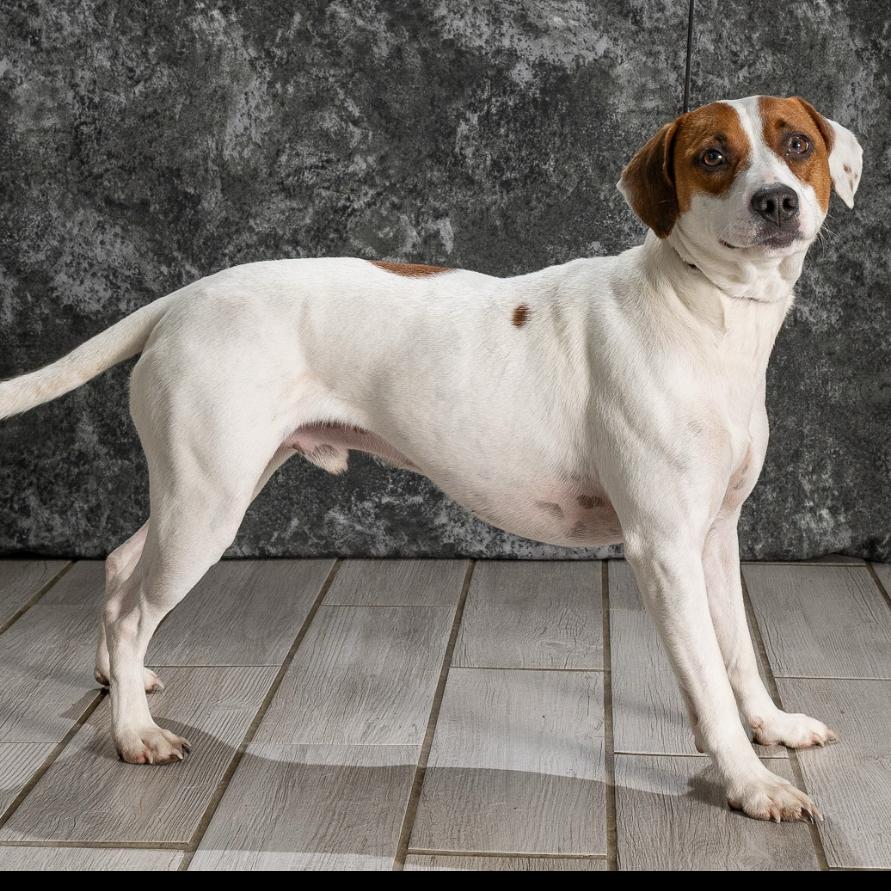 Enlarge Murphy, a Adoptable Beagle in Newport, TN image 3/5