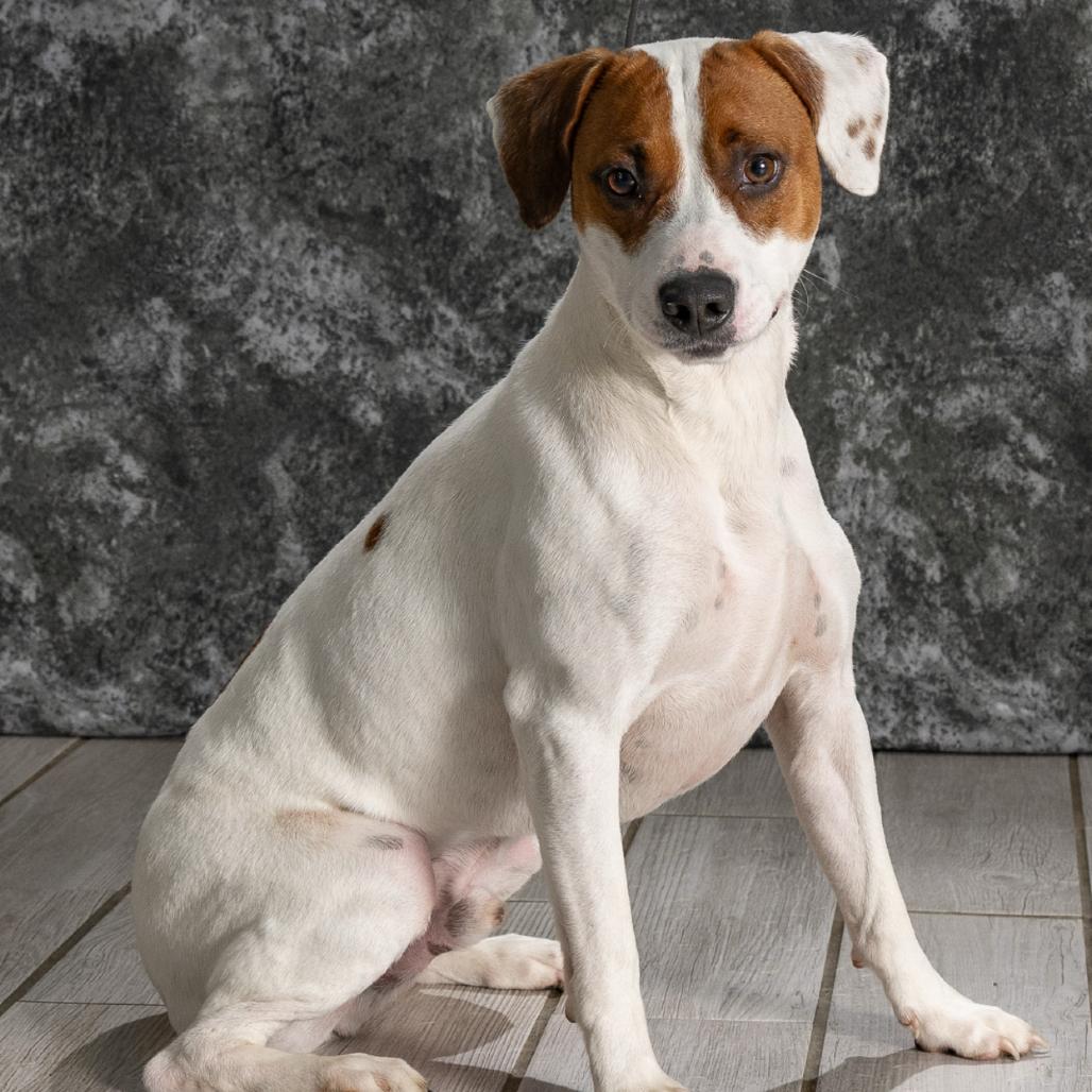 Enlarge Murphy, a Adoptable Beagle in Newport, TN image 4/5