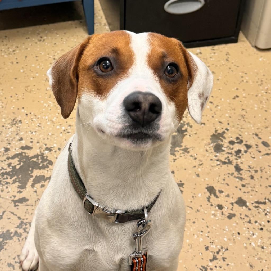 Enlarge Murphy, a Adoptable Beagle in Newport, TN image 5/5